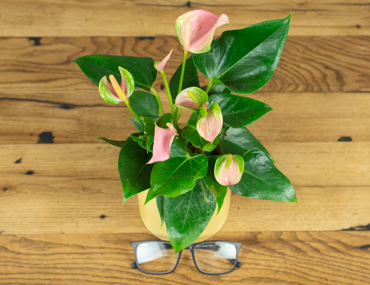 Антуриум Джоли