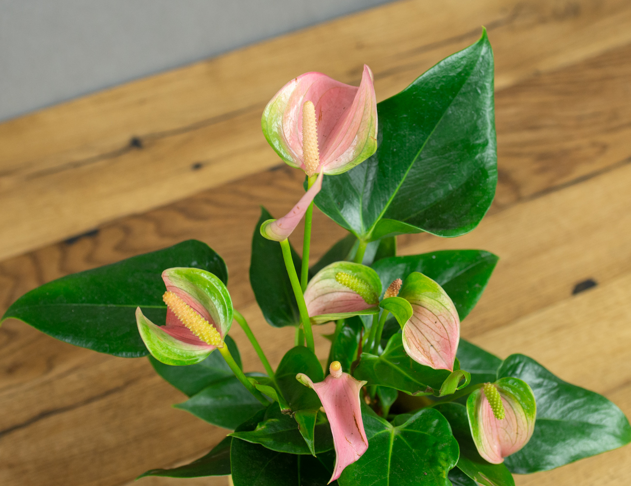 Антуриум Джоли