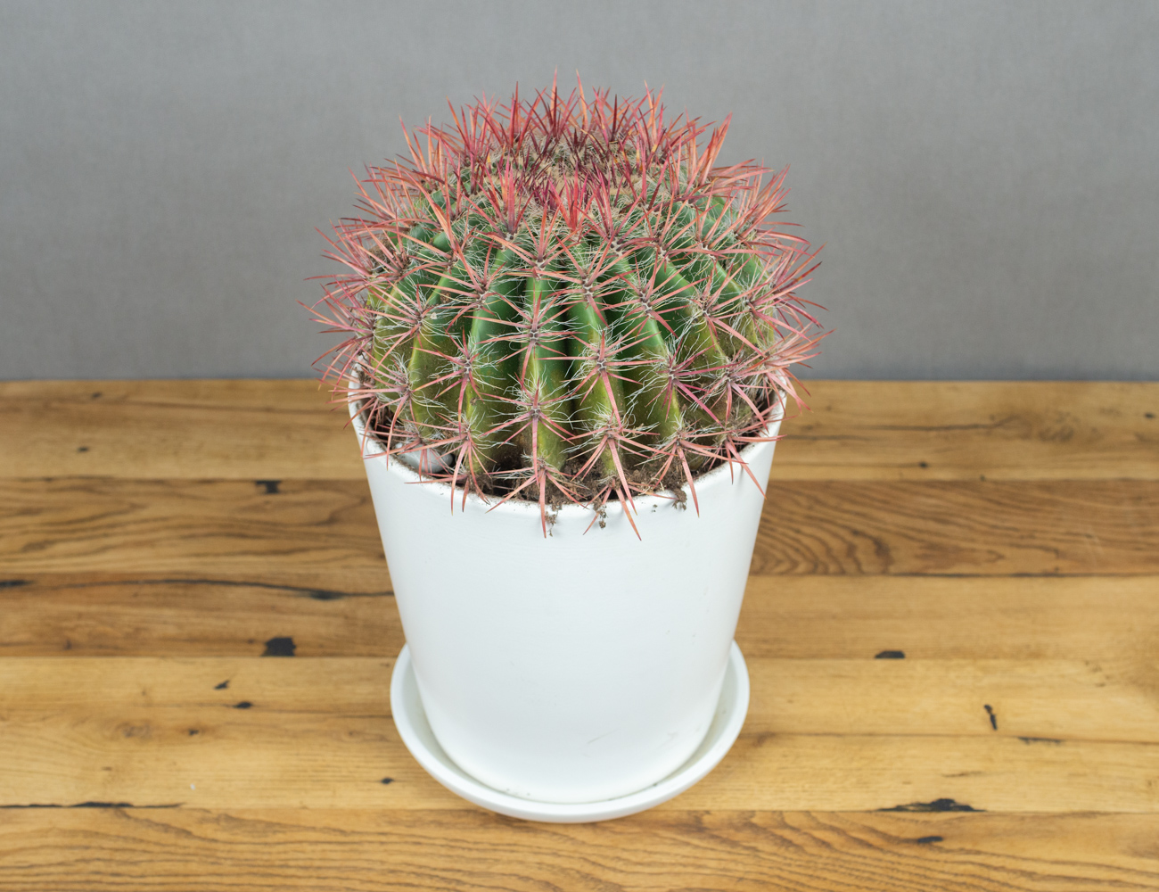 Ферокактус