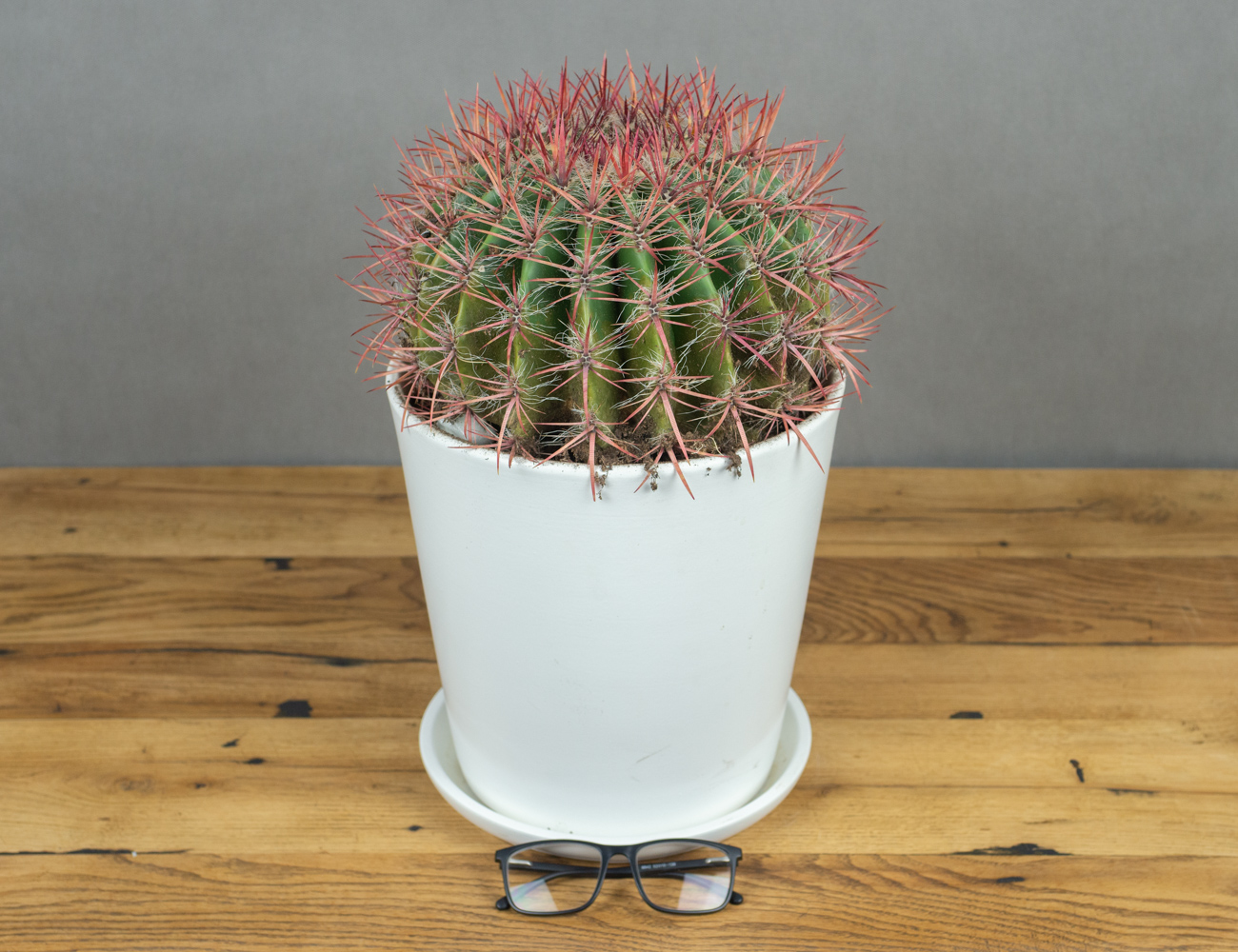 Ферокактус