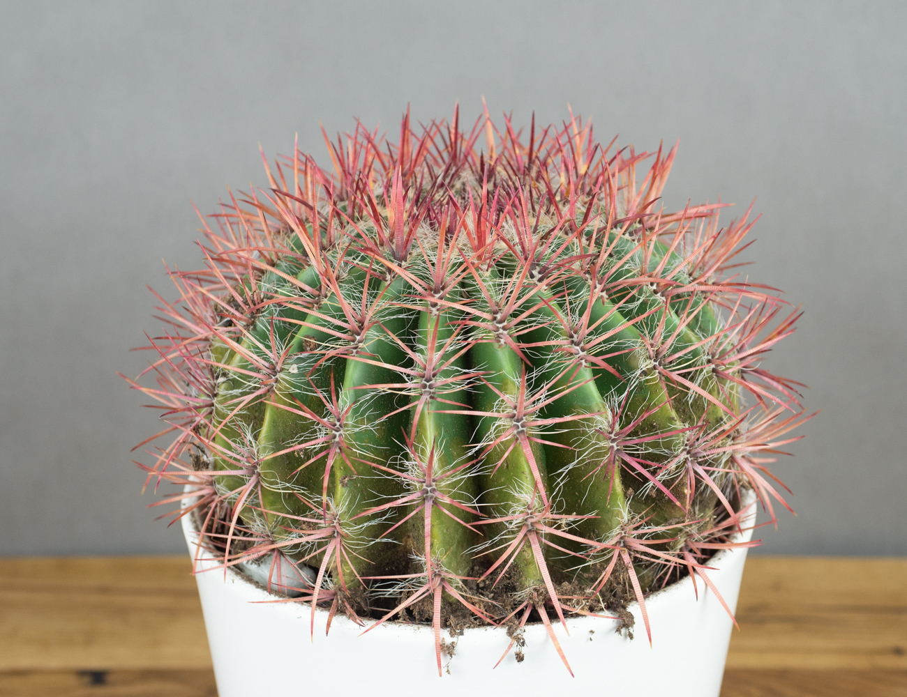 Ферокактус