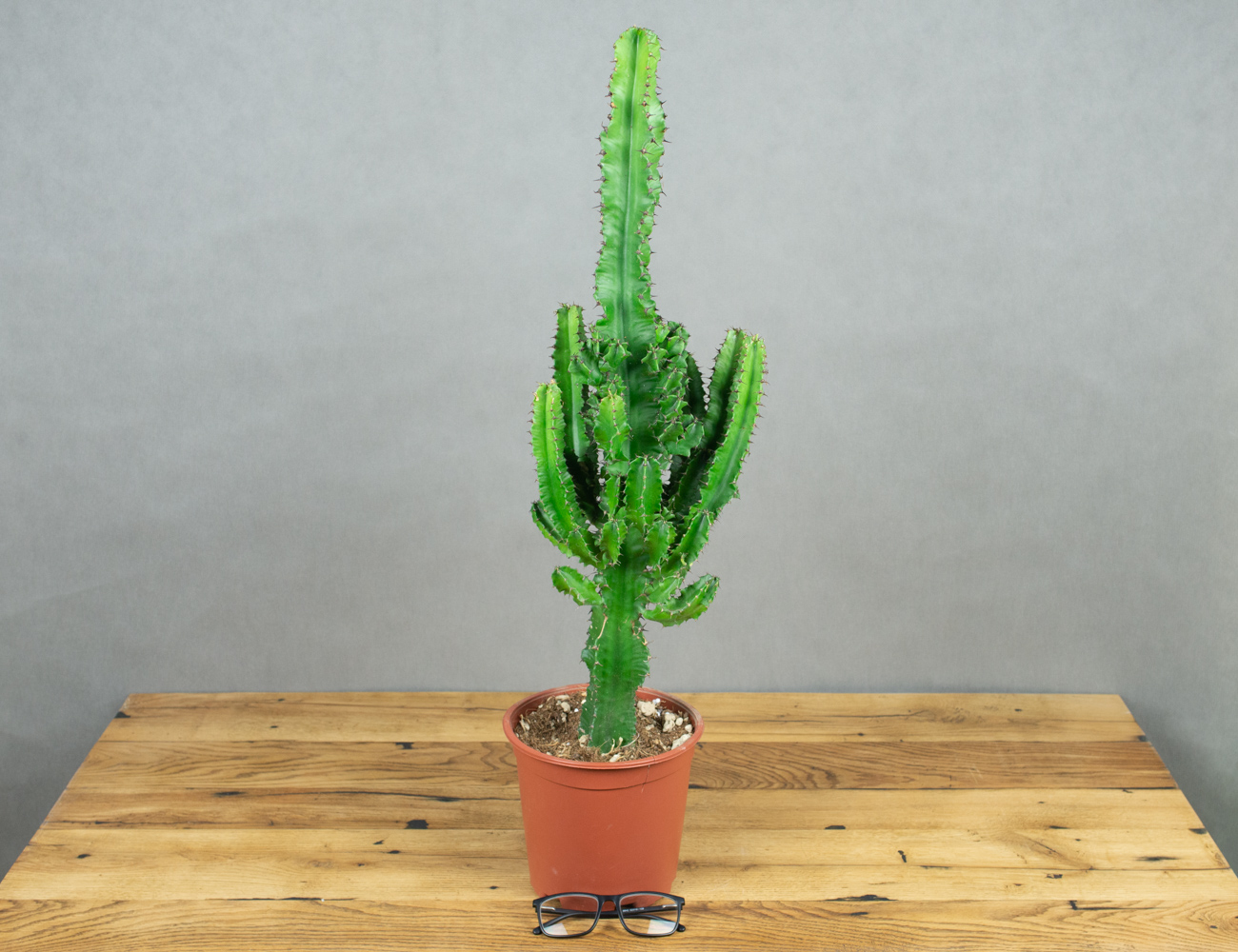 Молочай Эритрейский