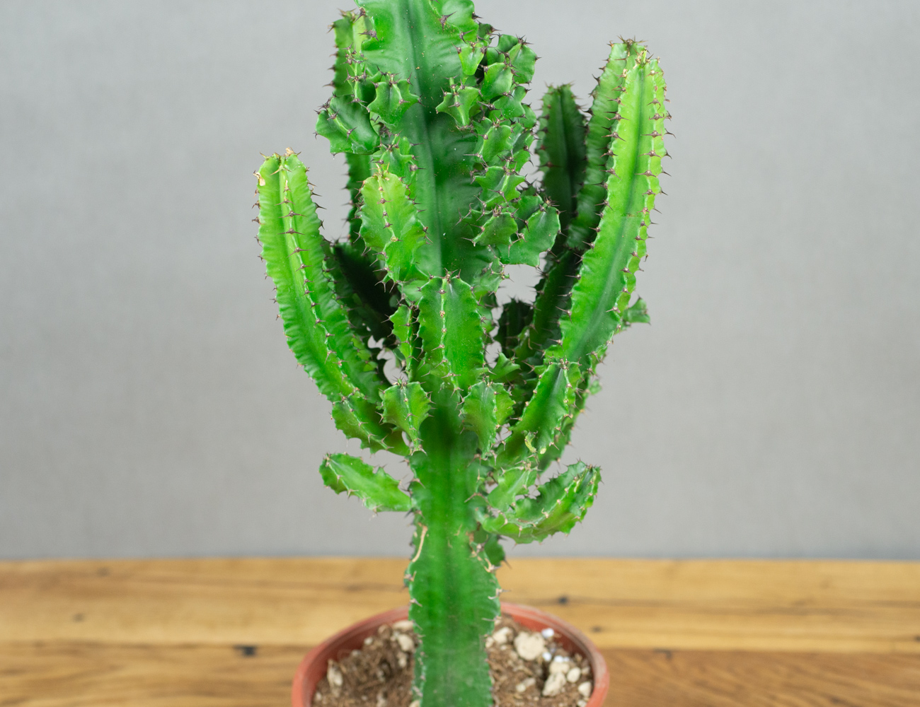 Молочай Эритрейский