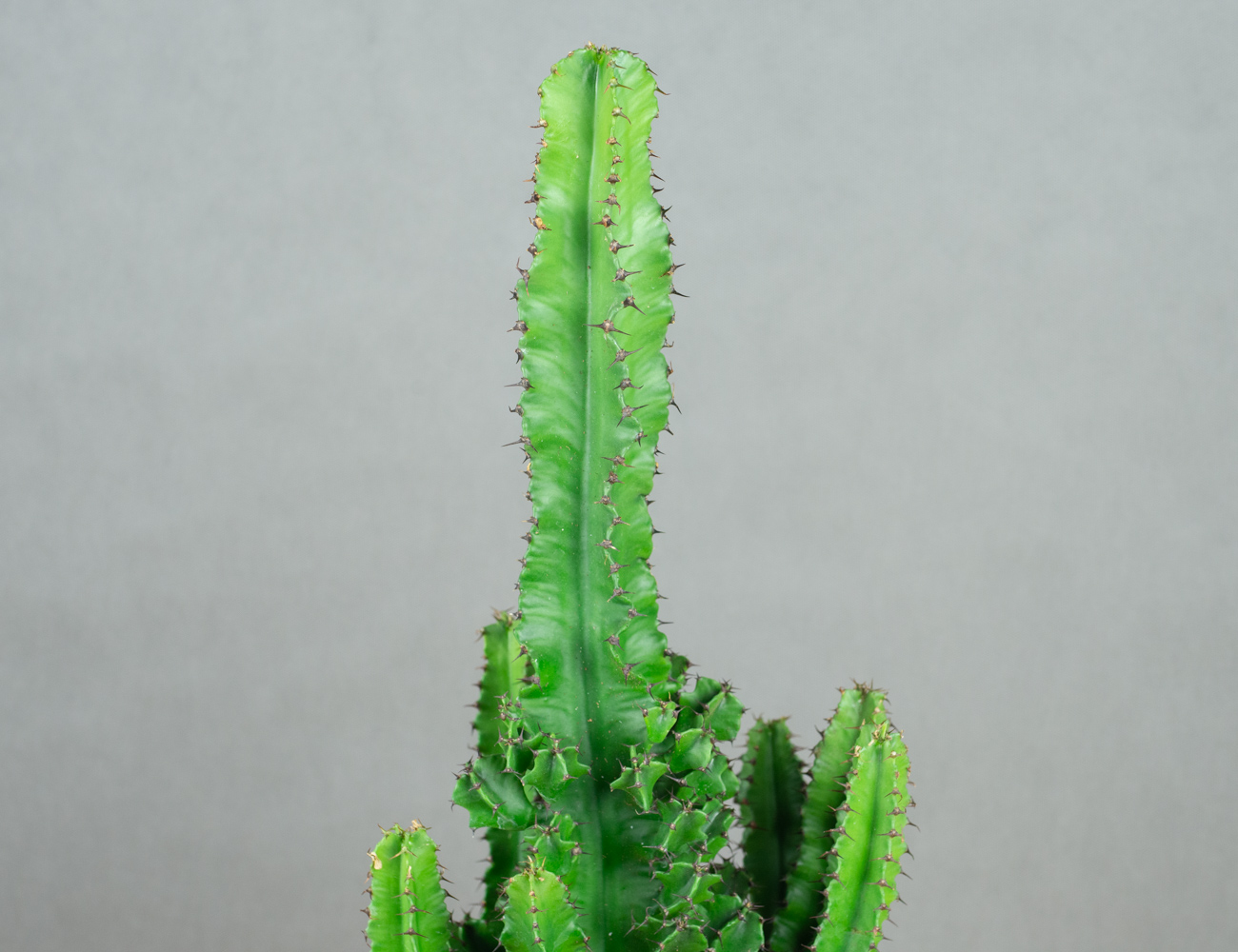 Молочай Эритрейский