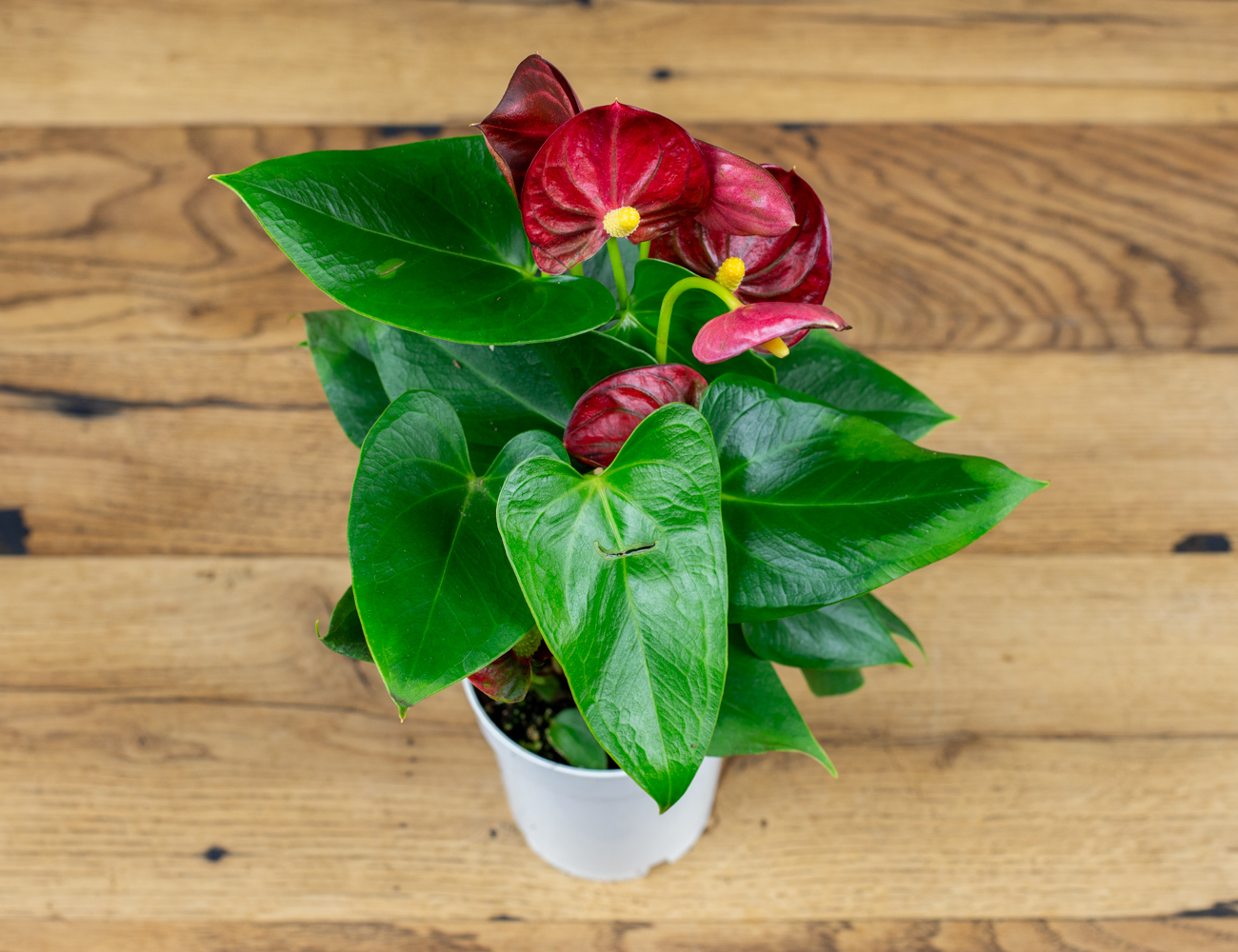 Антуриум Рэд Чемпион