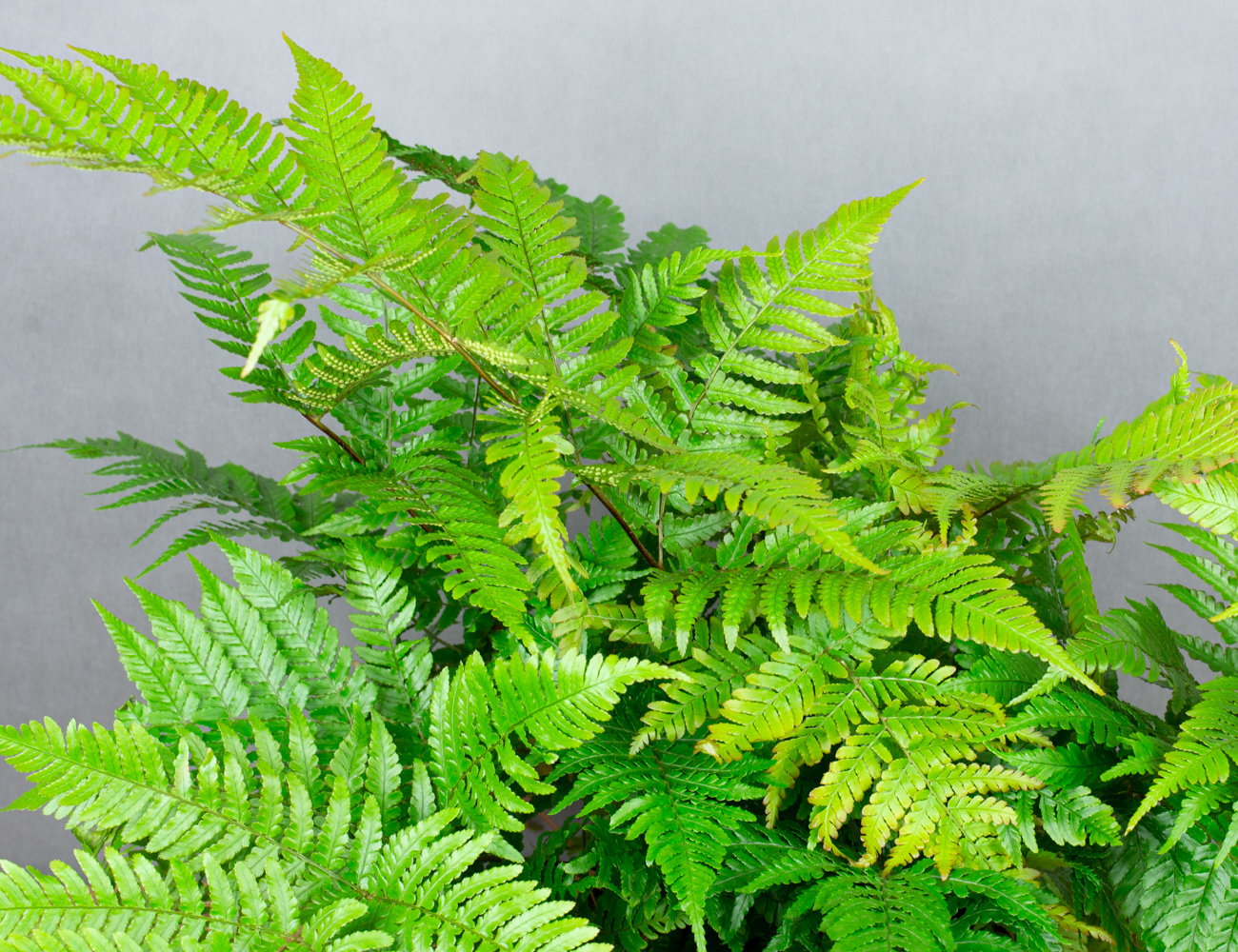 Дриоптерис Эритрозора Ø24