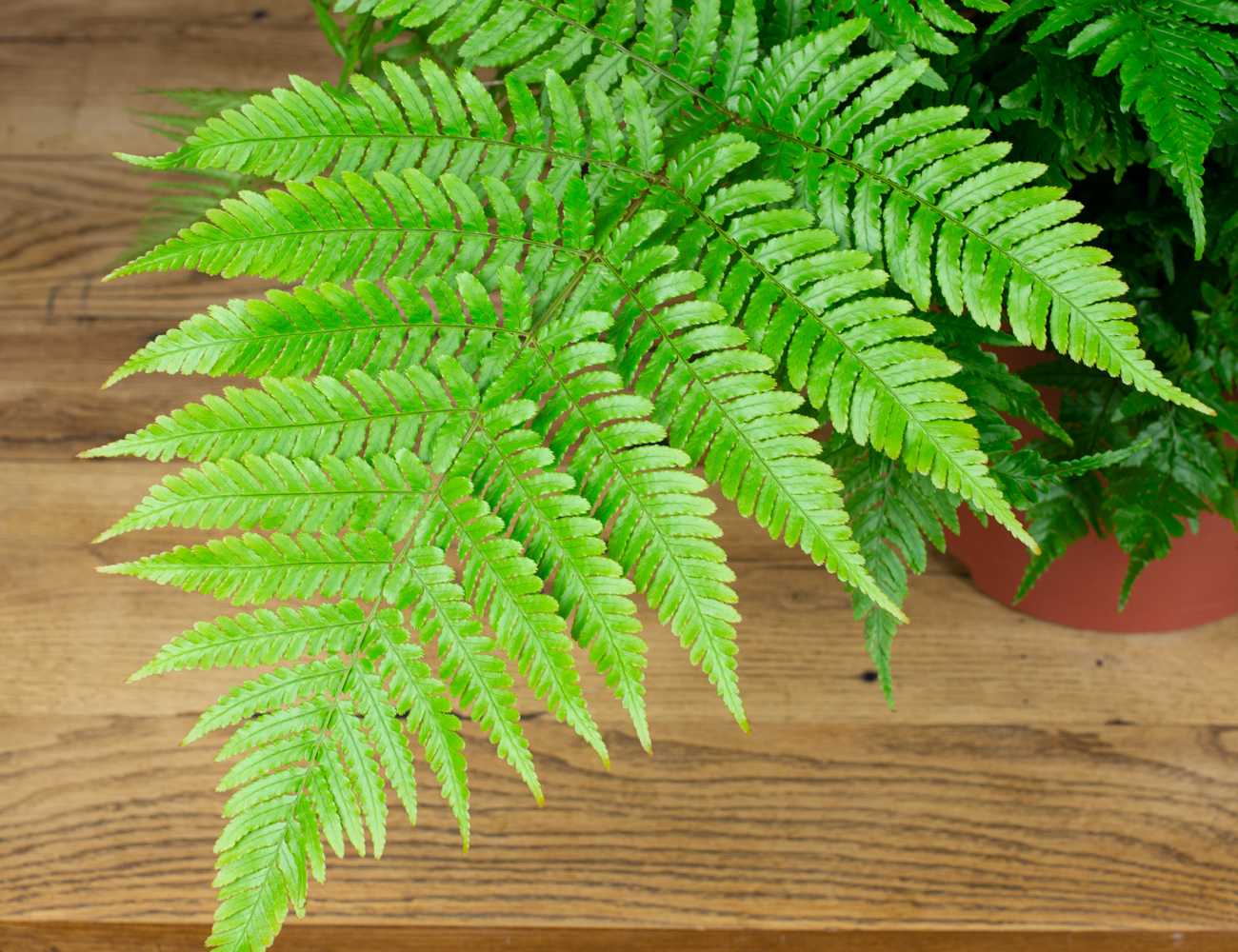 Дриоптерис Эритрозора Ø24