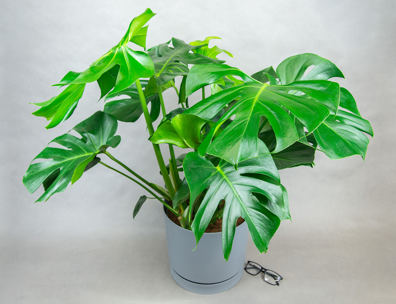 Монстера Делициоза 100 см