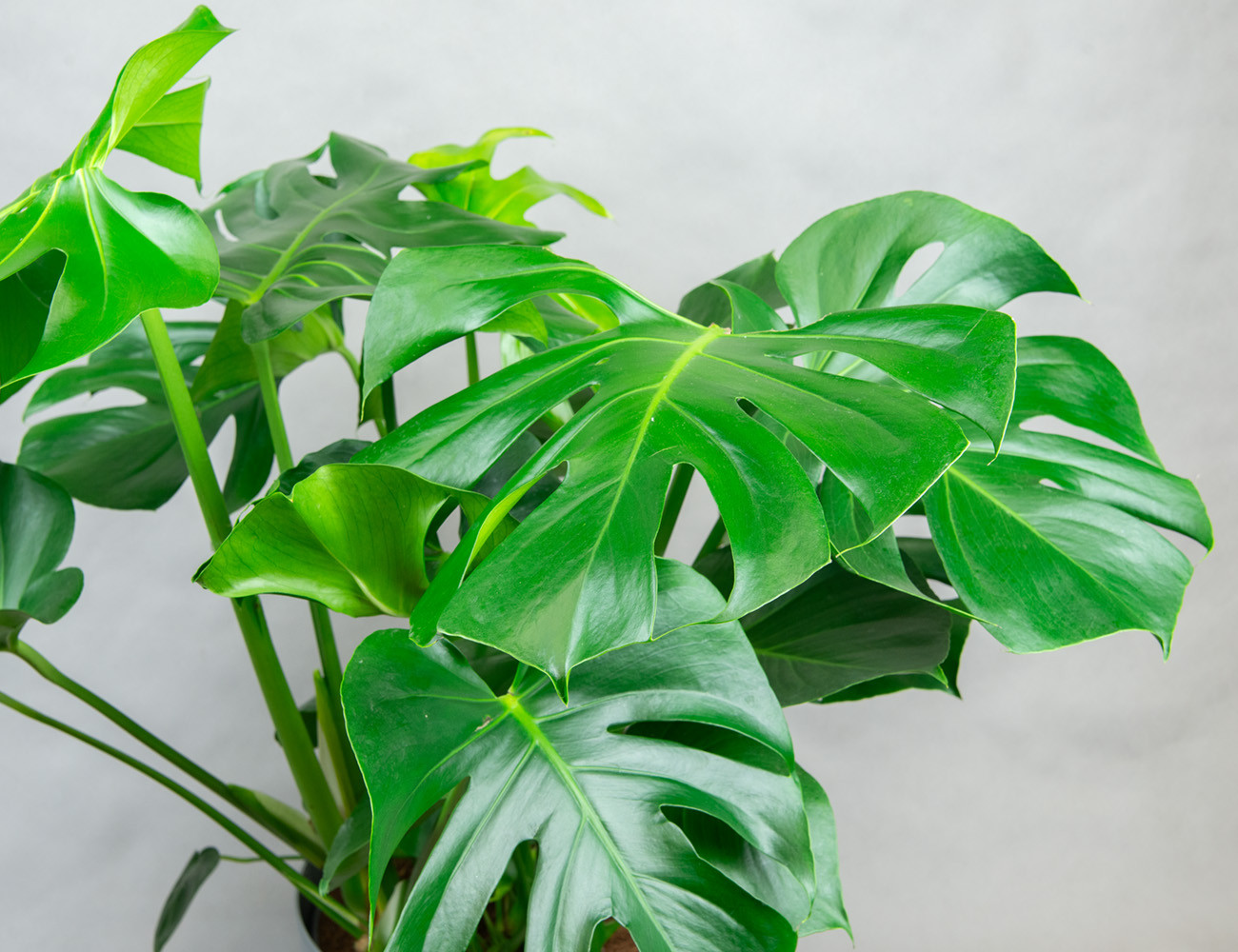 Монстера Делициоза 100 см