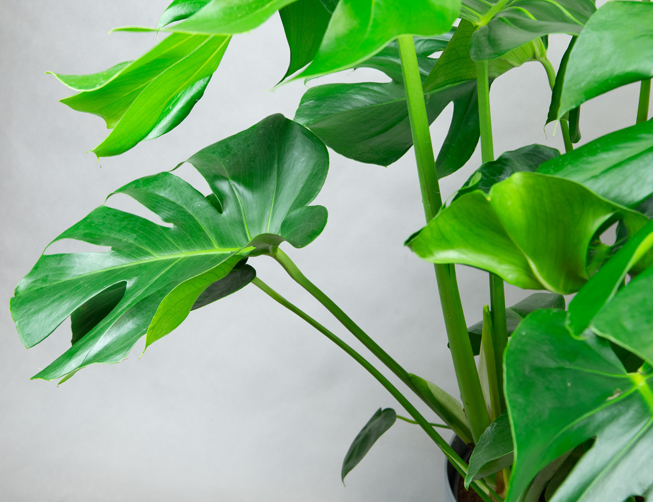 Монстера Делициоза 100 см