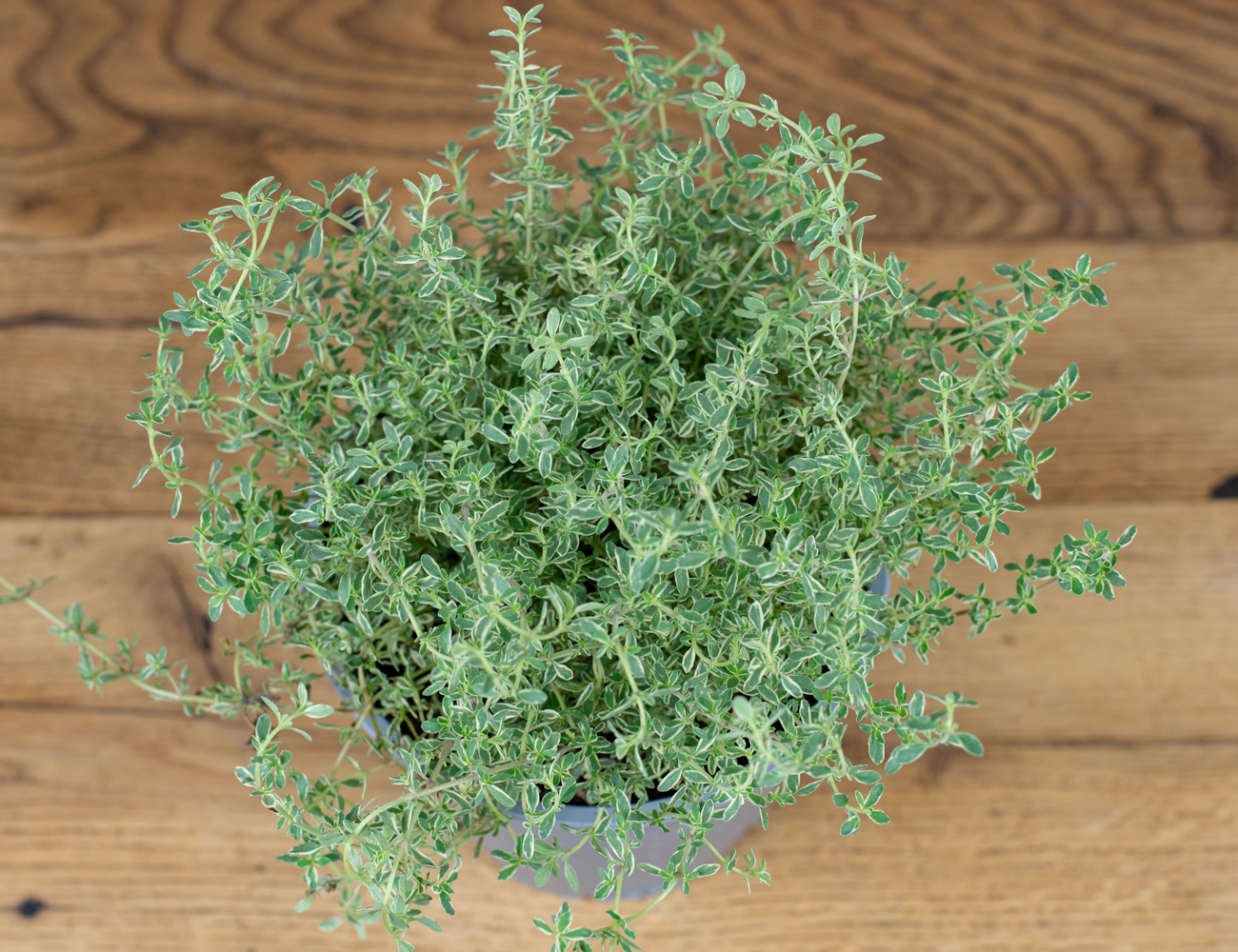 Тимьян Сильвер Квин