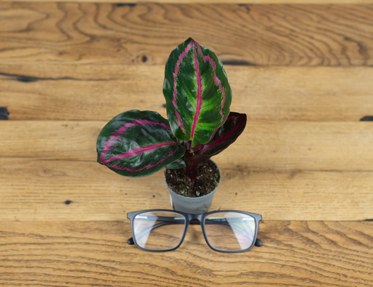 Калатея Розеопикта блистательная мини