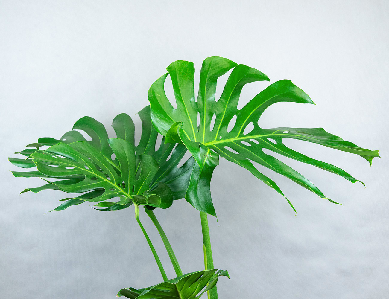 Монстера Делициоза Ø24