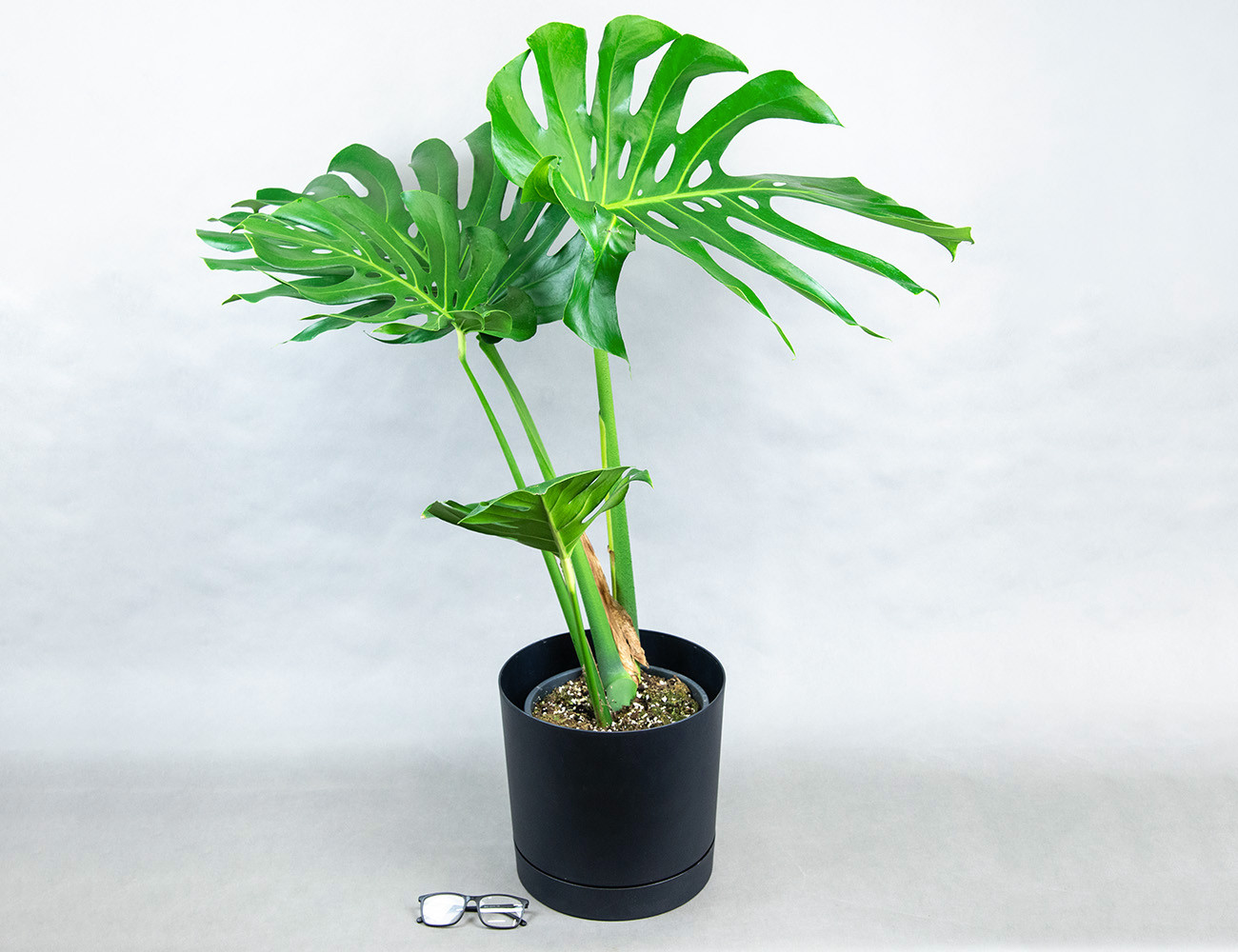 Монстера Делициоза Ø24