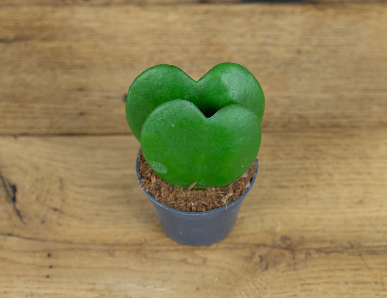 Хойя Двойное сердце