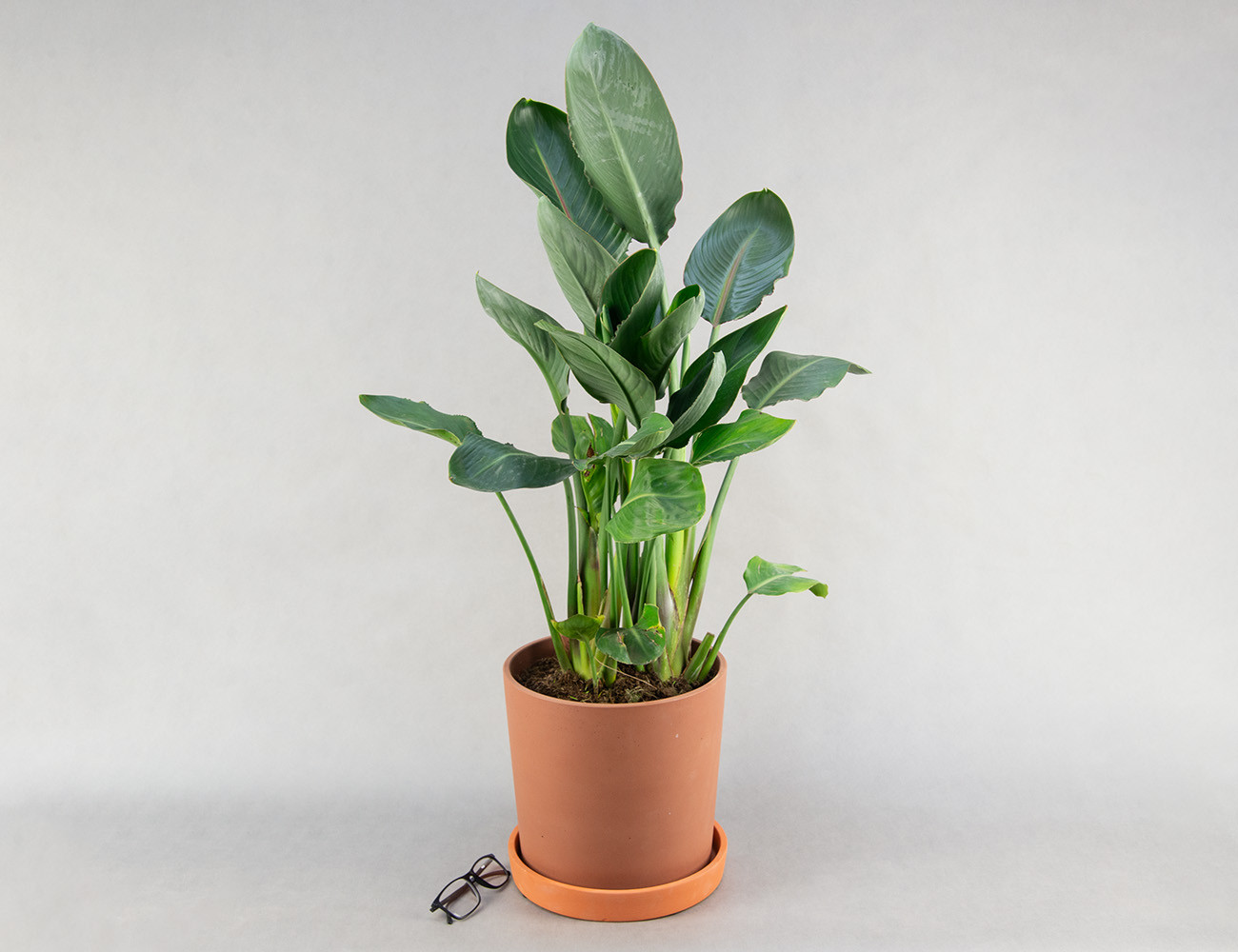 Стрелиция Регина 90 см