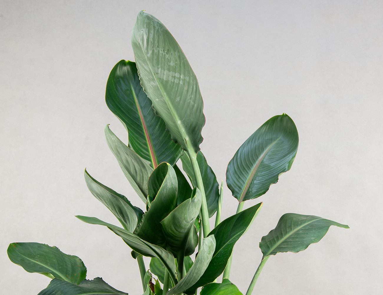 Стрелиция Регина 90 см