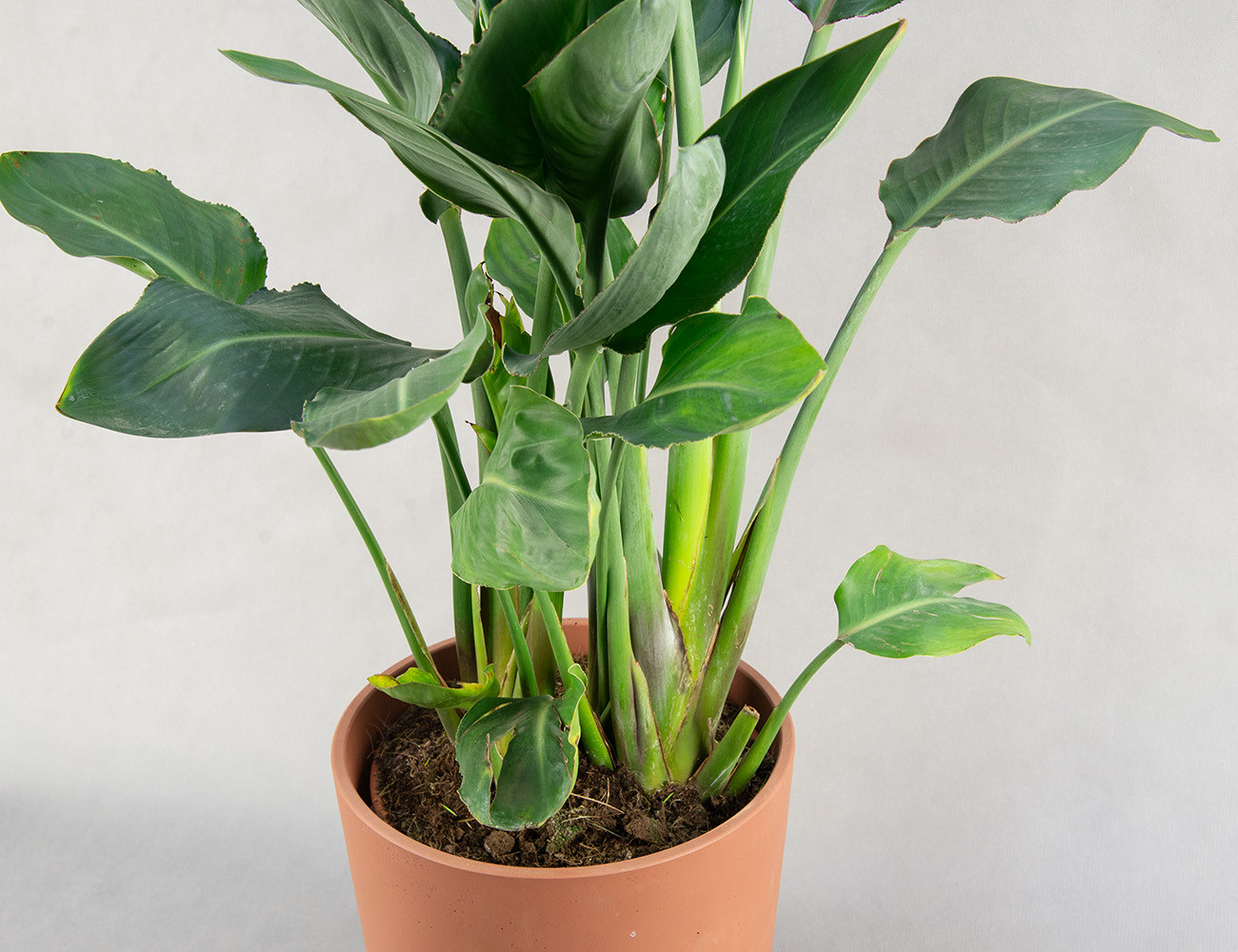 Стрелиция Регина 90 см