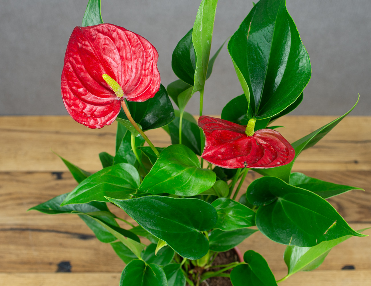 Антуриум Рэд