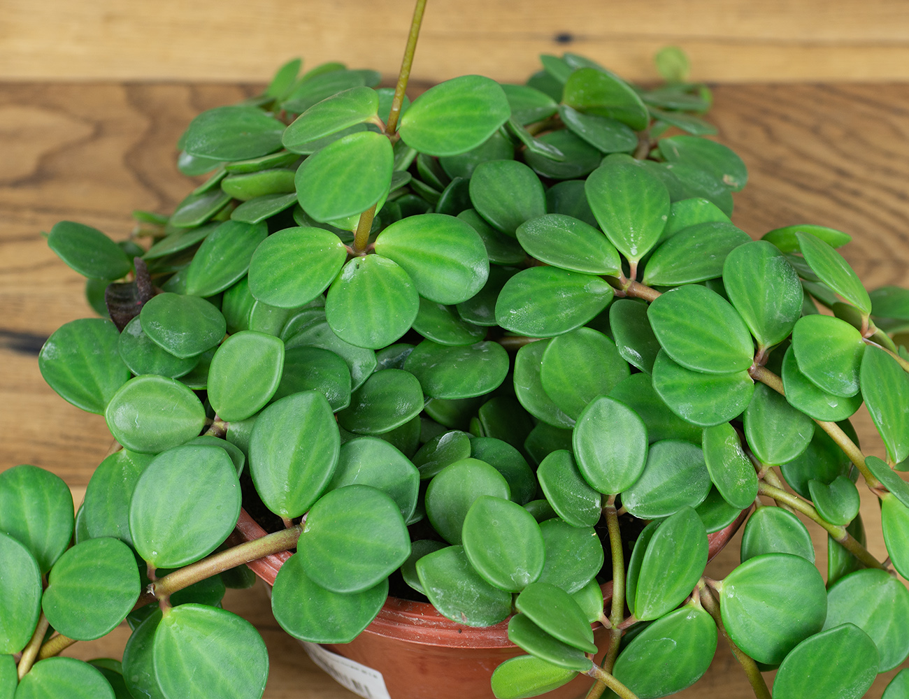 Пеперомия монетолистная Ø18