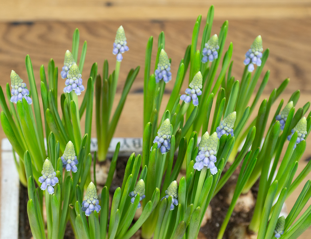 Композиция мускари