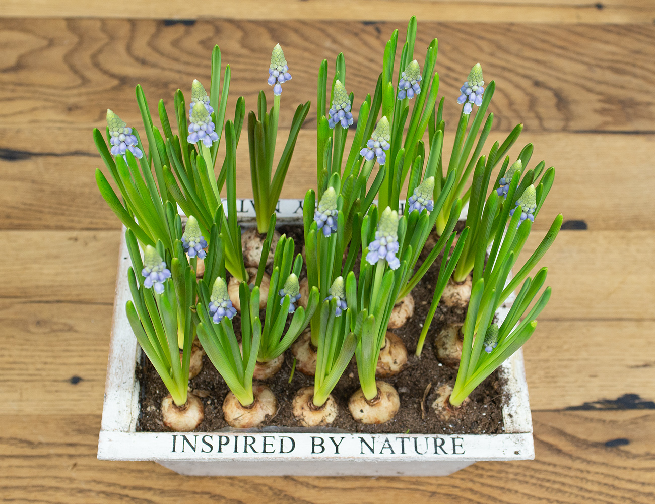 Композиция мускари