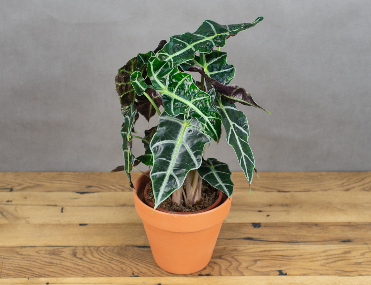 Алоказия Полли