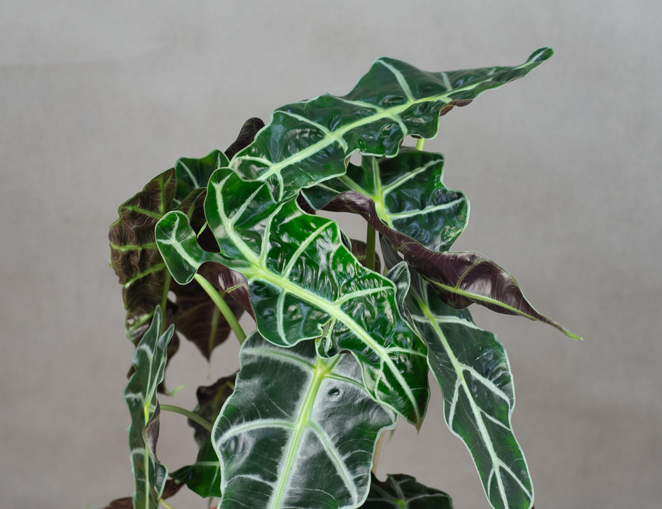 Алоказия Полли