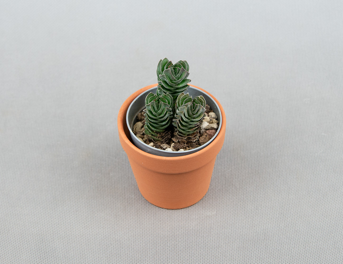 Крассула Храм Будды / Buddhas Temple