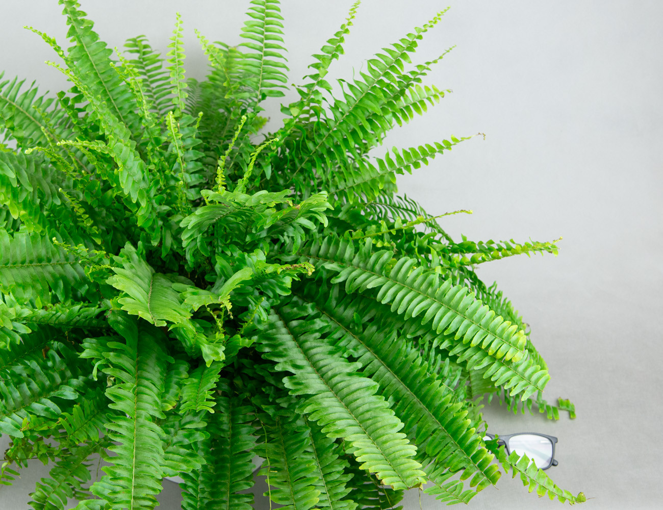 Нефролепис Ø19