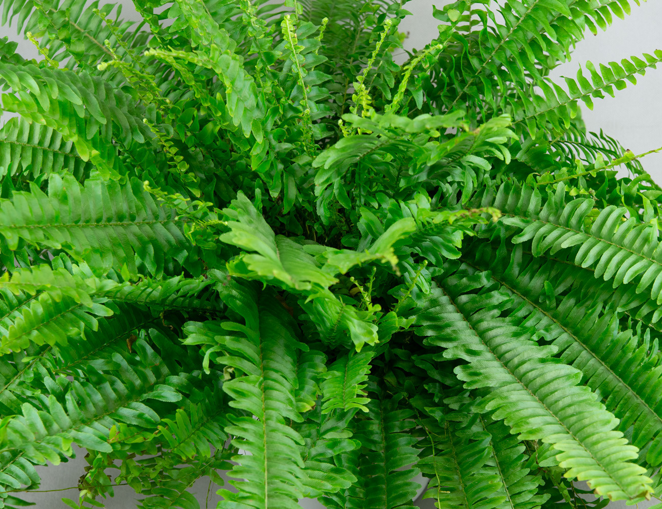 Нефролепис Ø19