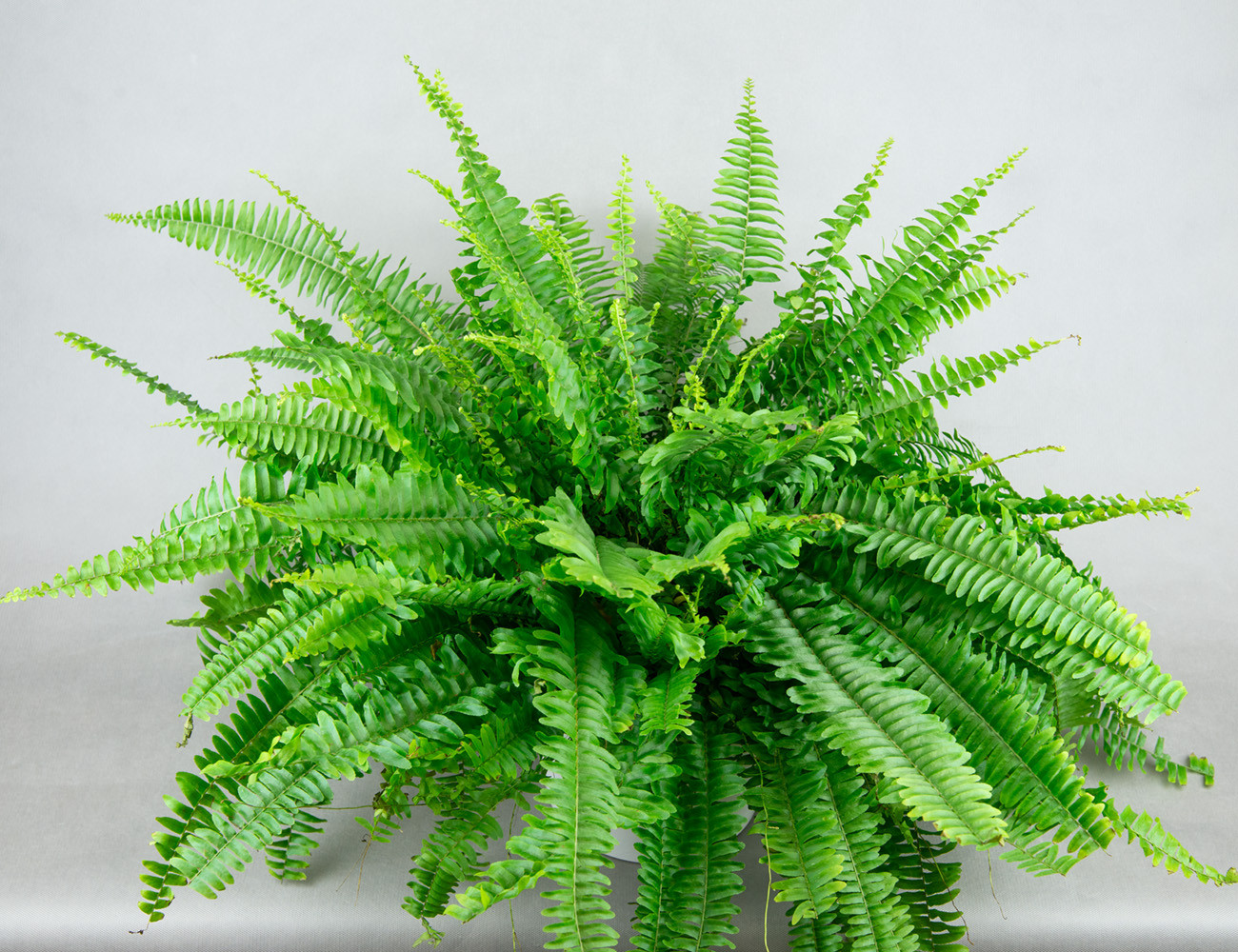 Нефролепис Ø19