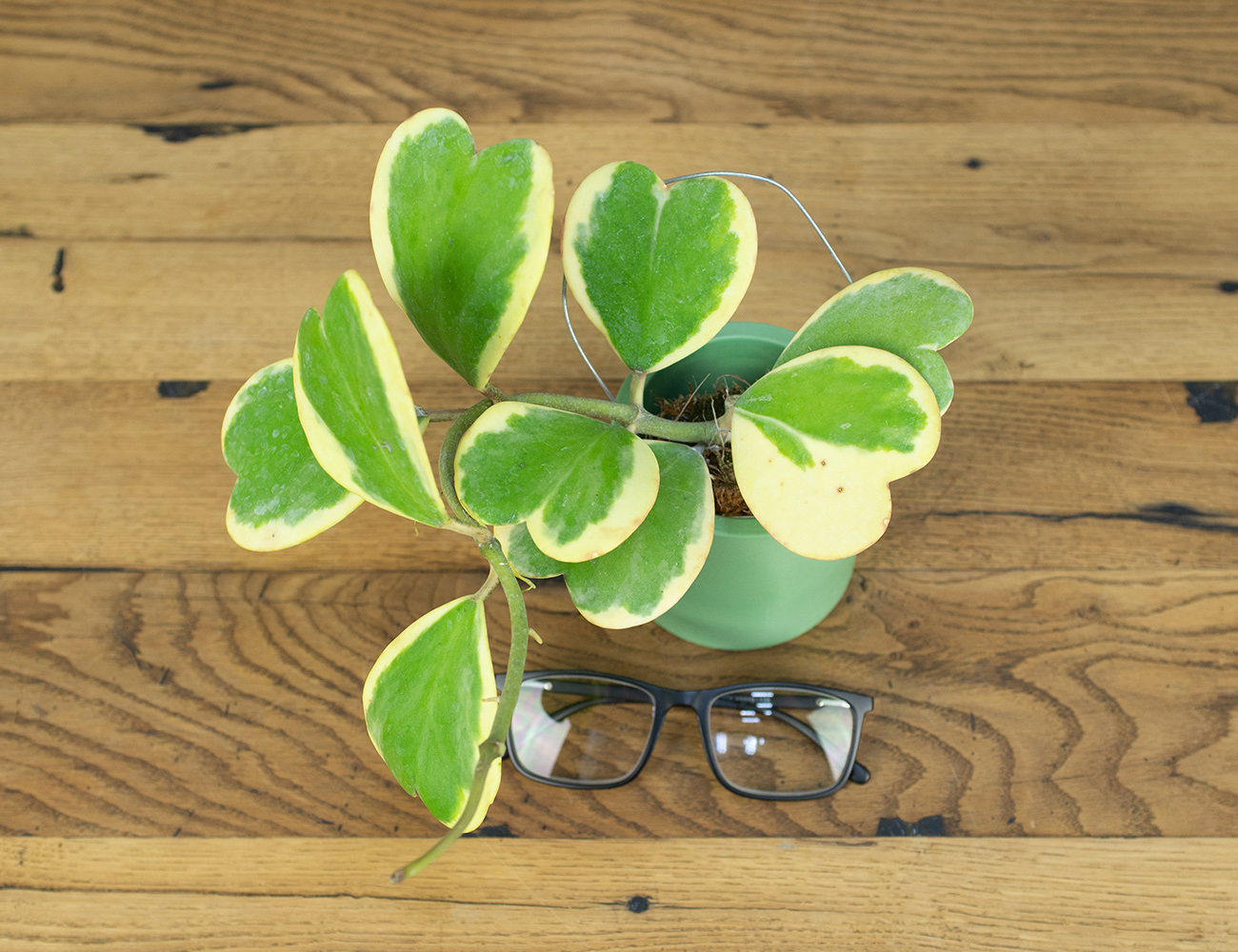 Хойя Керри лиана