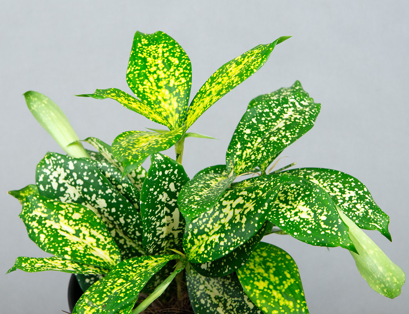 Драцена Суркулоза Флорида Бьюти