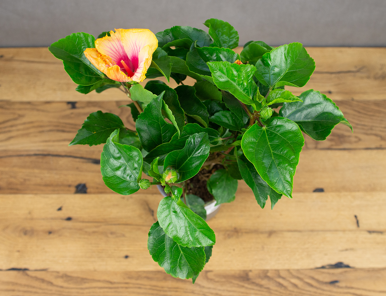 Гибискус Биколор микс