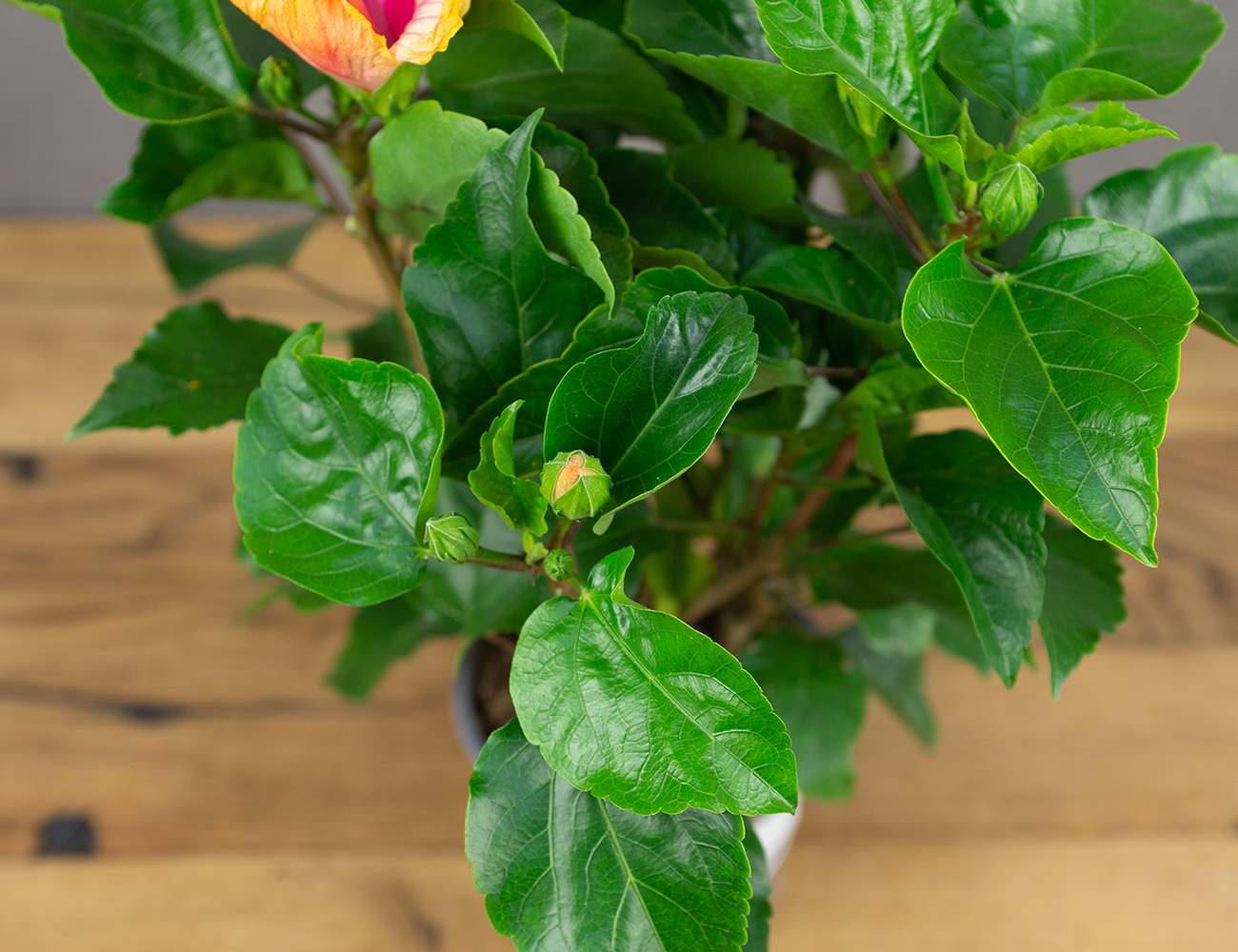 Гибискус Биколор микс