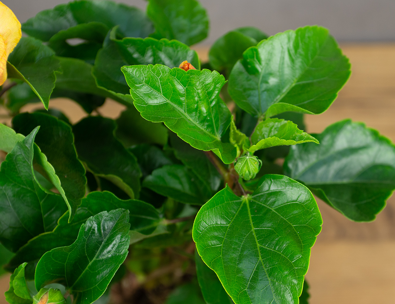 Гибискус Биколор микс