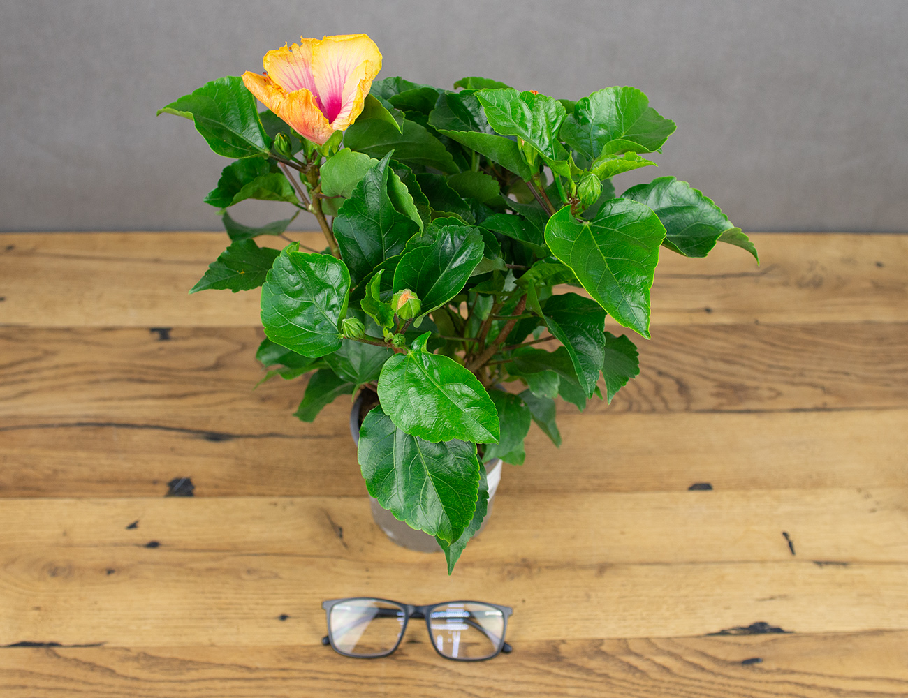 Гибискус Биколор микс