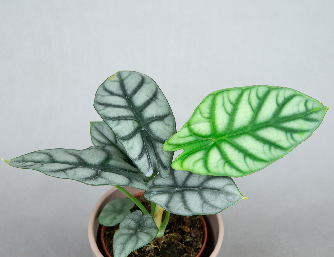 Алоказия Silver Dragon