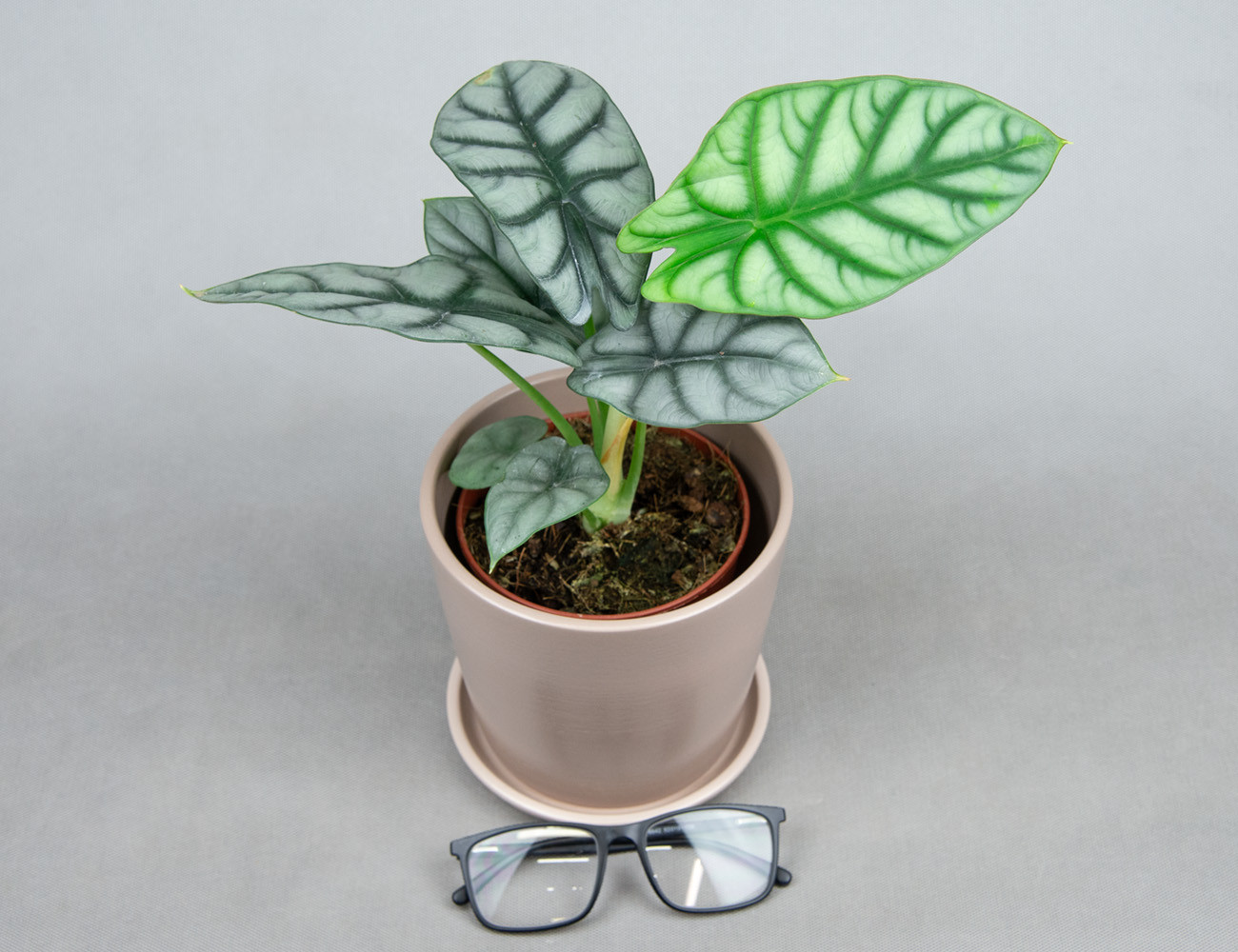 Алоказия Silver Dragon