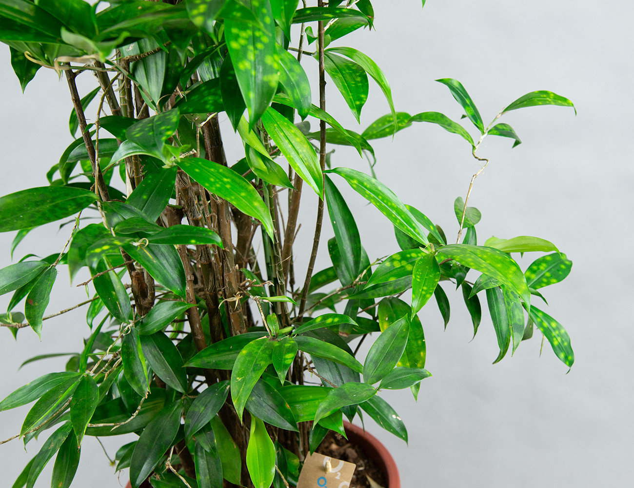 Драцена Суркулоза 140 см