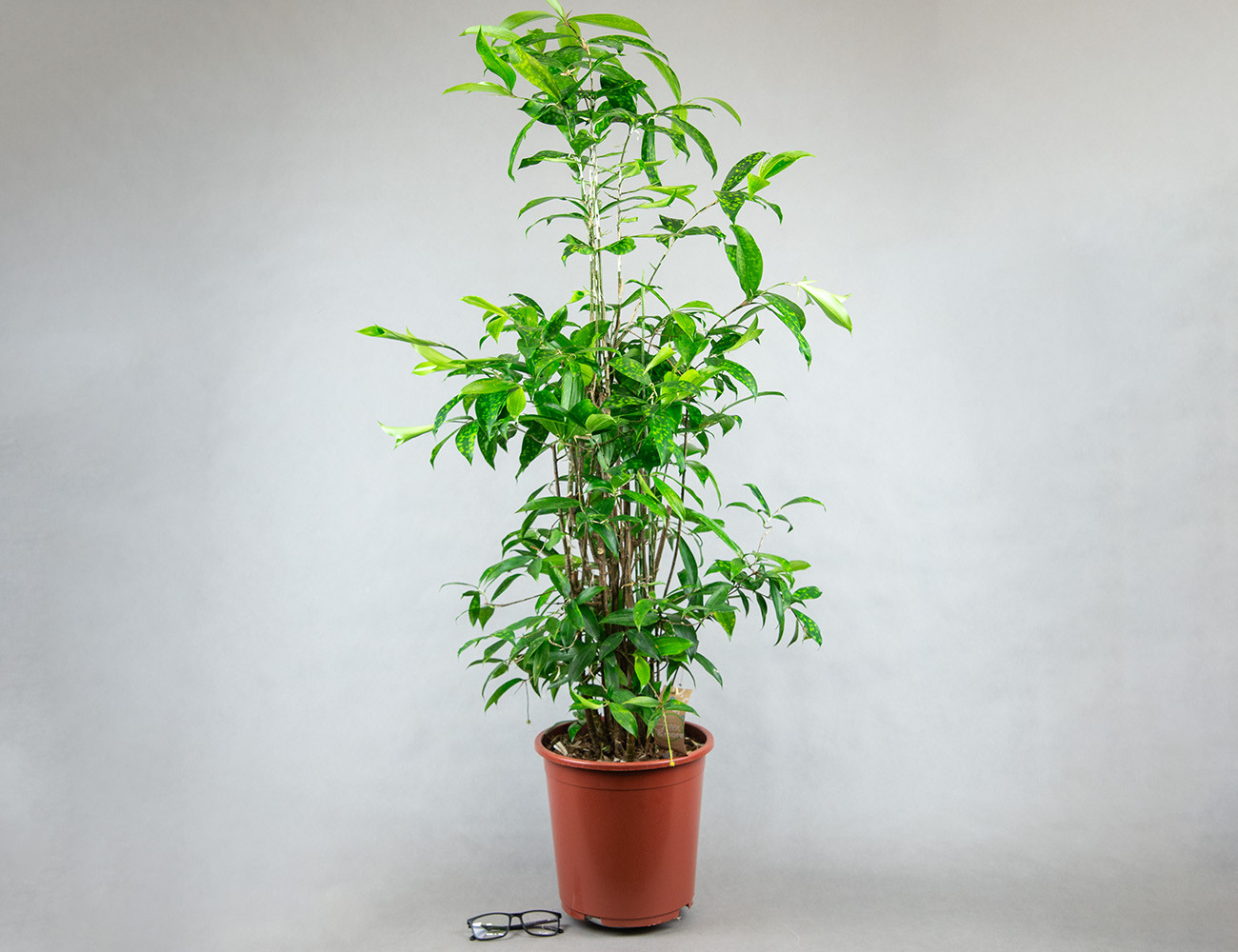 Драцена Суркулоза 140 см