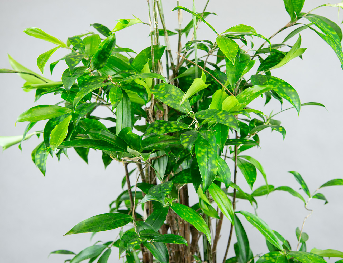 Драцена Суркулоза 140 см