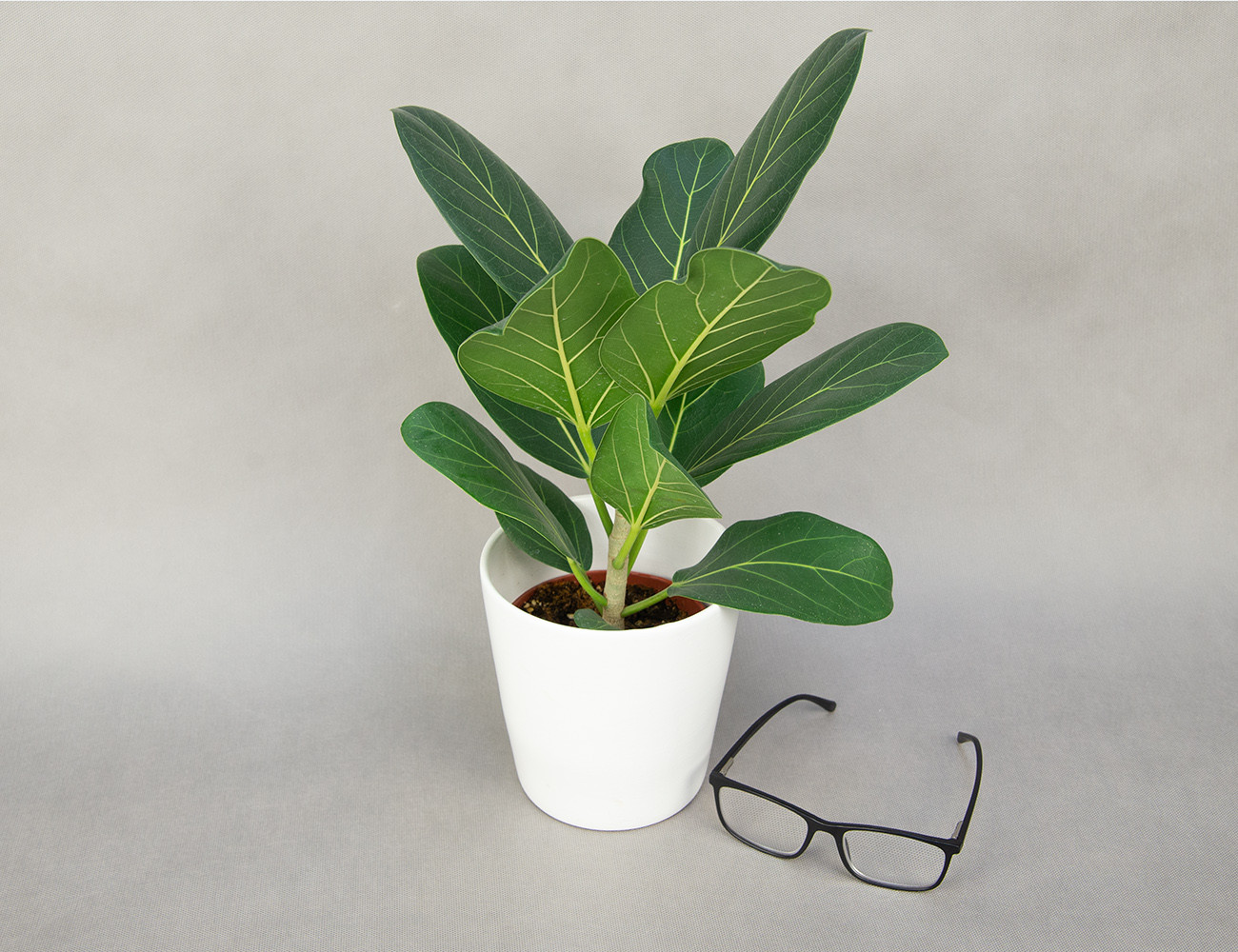 Фикус Одри Ø14