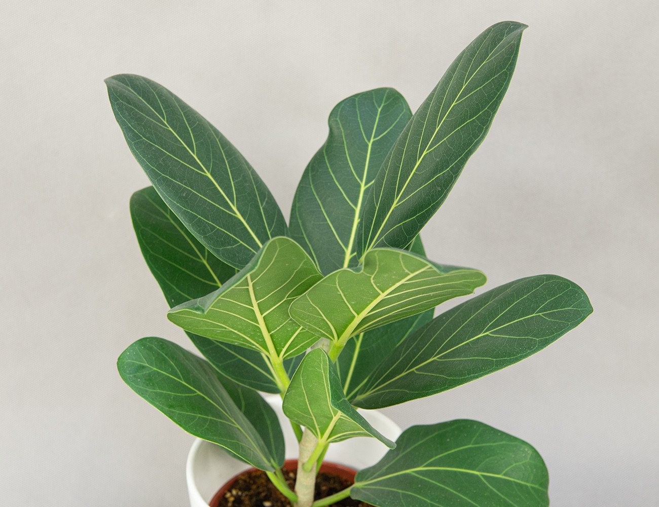 Фикус Одри Ø14