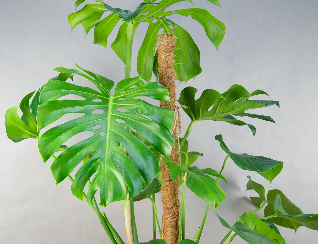 Монстера Делициоза 120 см на опоре