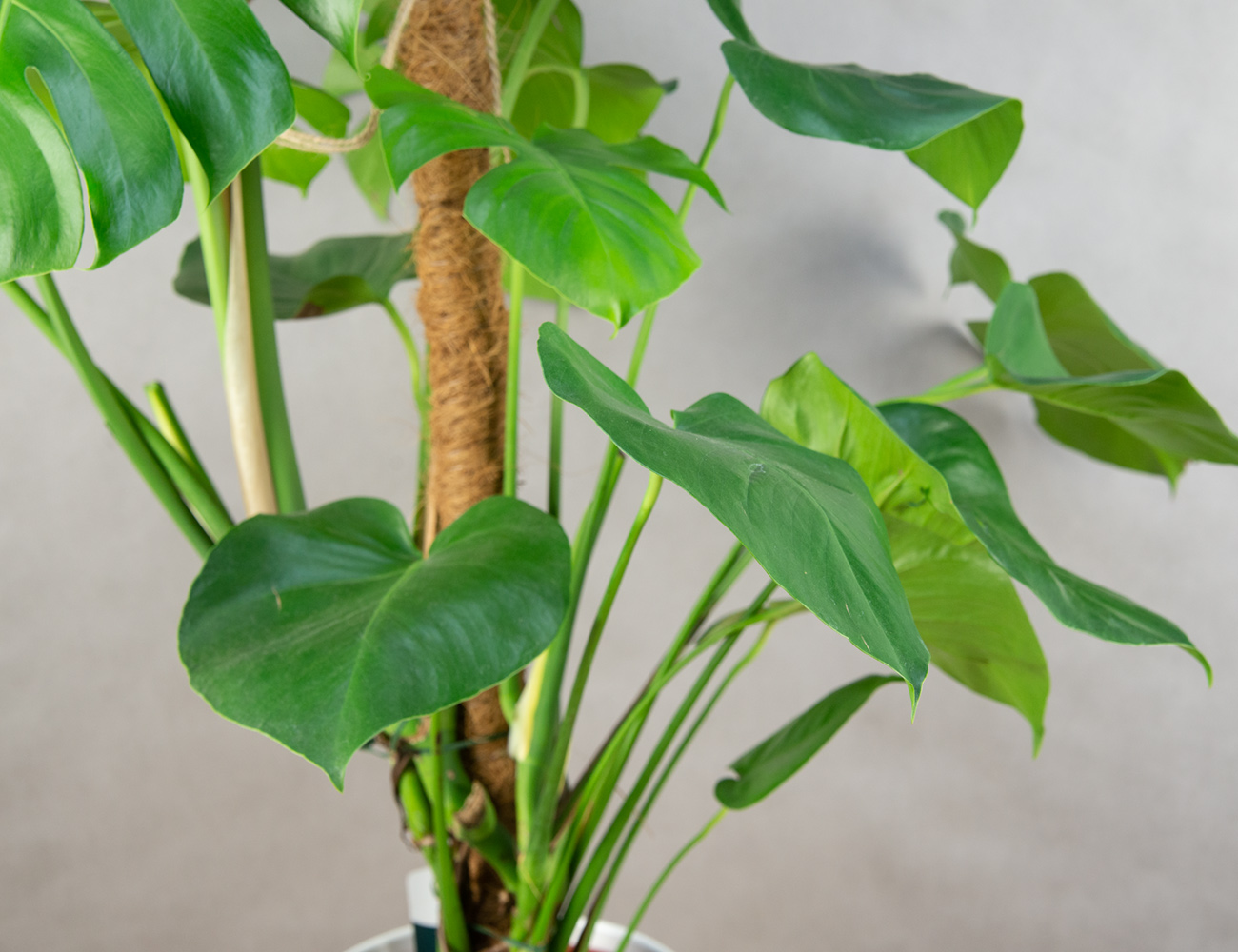 Монстера Делициоза 120 см на опоре
