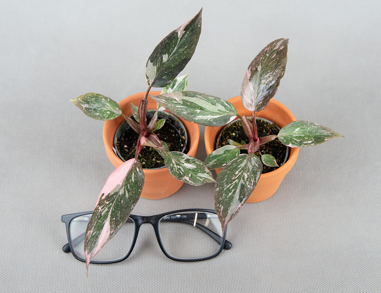 Филодендрон Розовая принцесса Ø6