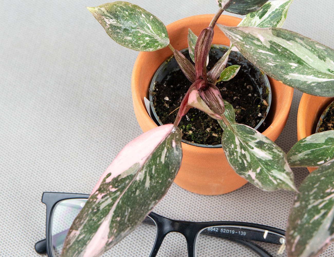 Филодендрон Розовая принцесса Ø6