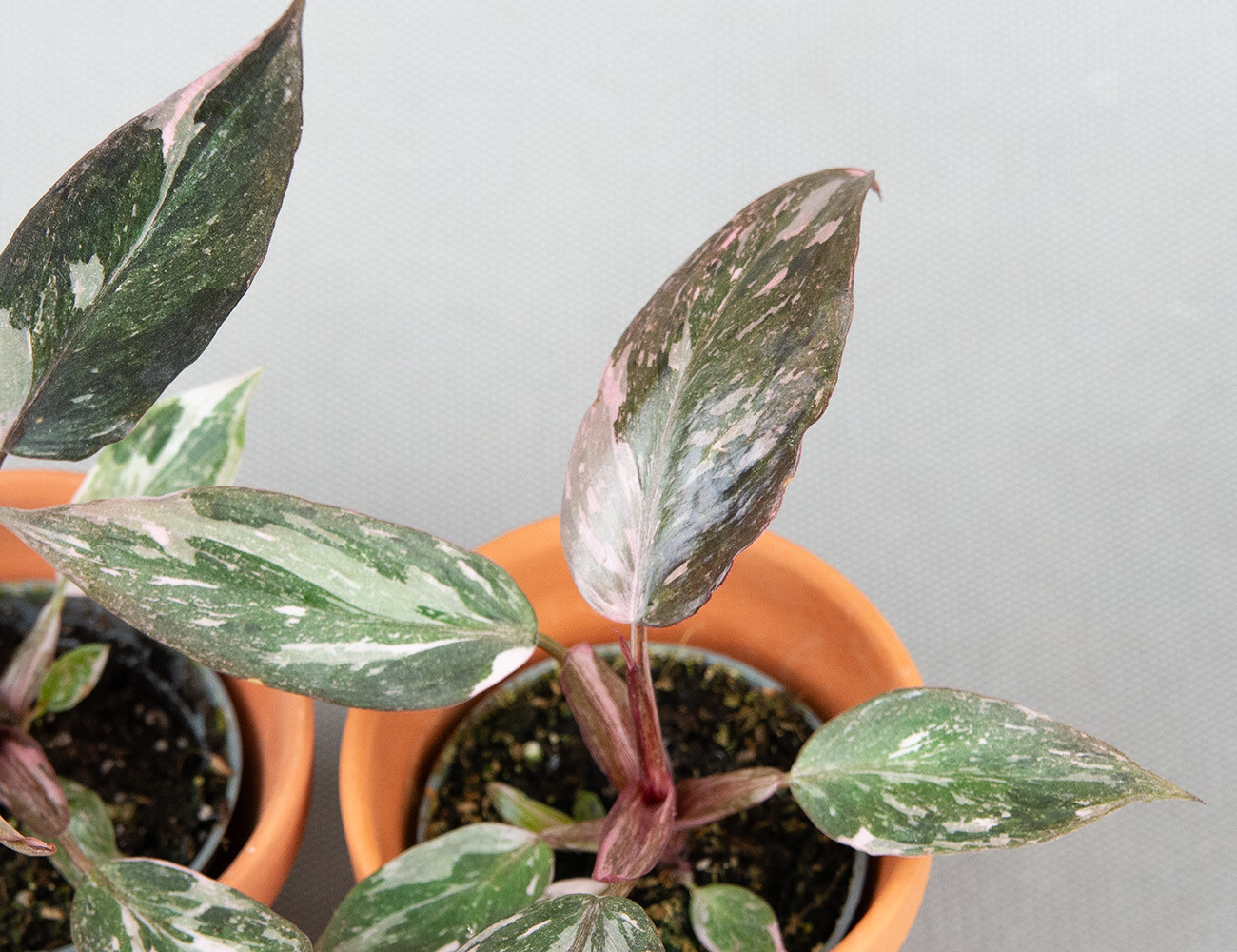 Филодендрон Розовая принцесса Ø6